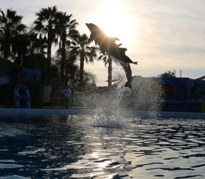 Exhibición de Delfines